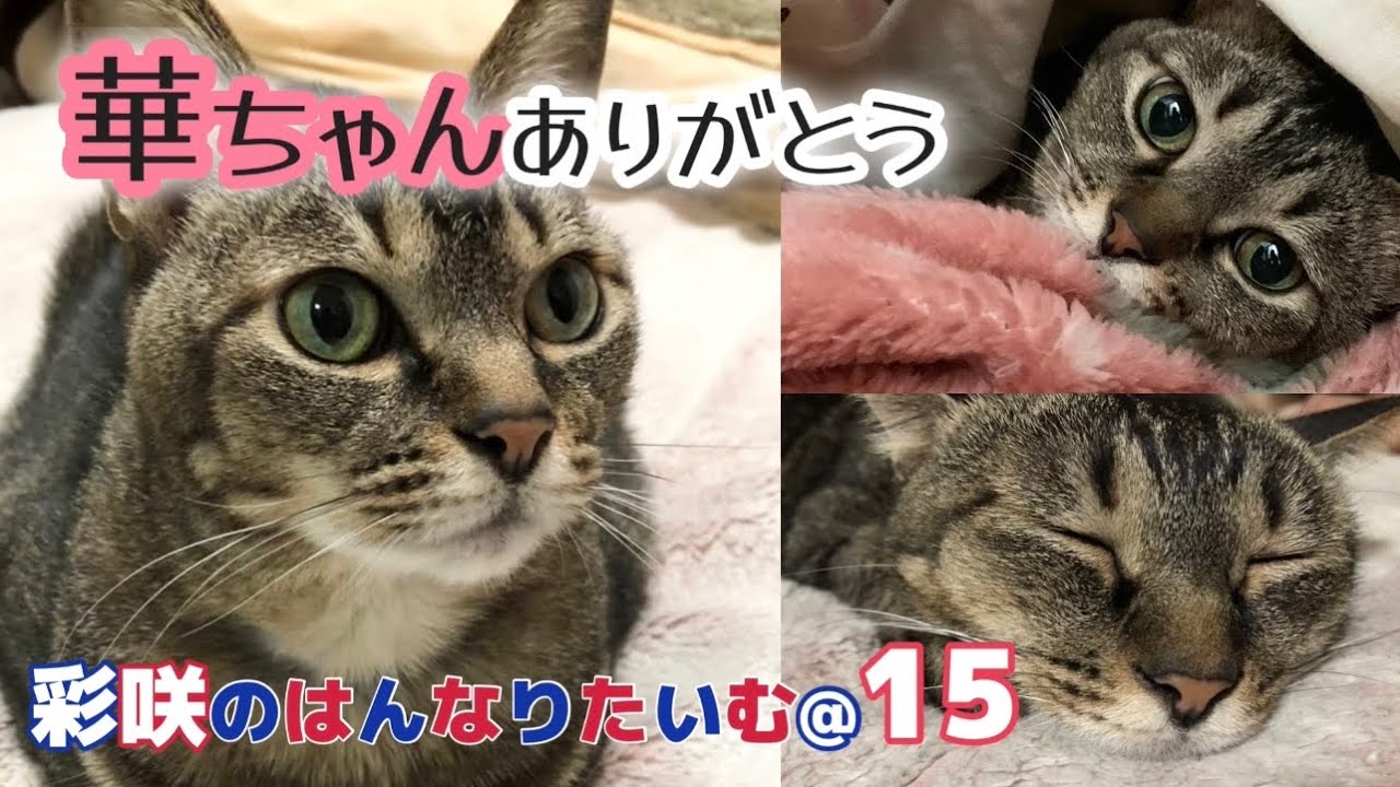 【咲が見た動物霊の行動】予知夢!?夢がリアルすぎた話。